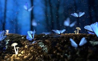 Un dernier adieu magnifique avec une plaque funéraire papillon
